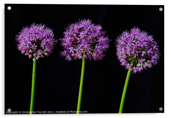 Three Purple Alliums Acrylic by Christopher Murratt