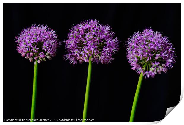 Three Purple Alliums Print by Christopher Murratt