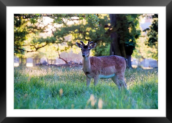 Deer at Dusk Framed Mounted Print by Christine Johnson