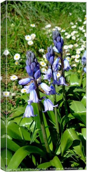 Bluebells  in  bloom  Canvas Print by Les Schofield