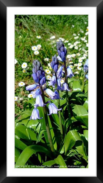 Bluebells  in  bloom  Framed Mounted Print by Les Schofield