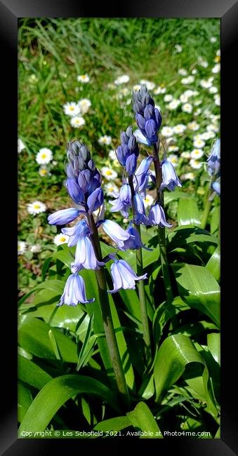 Bluebells  in  bloom  Framed Print by Les Schofield