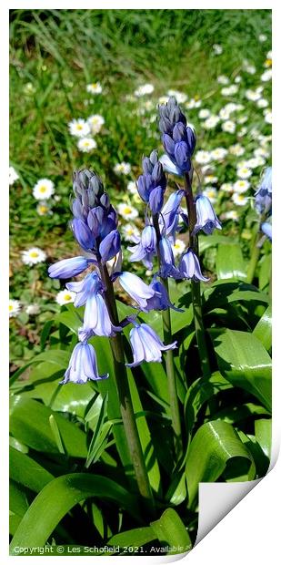Bluebells  in  bloom  Print by Les Schofield