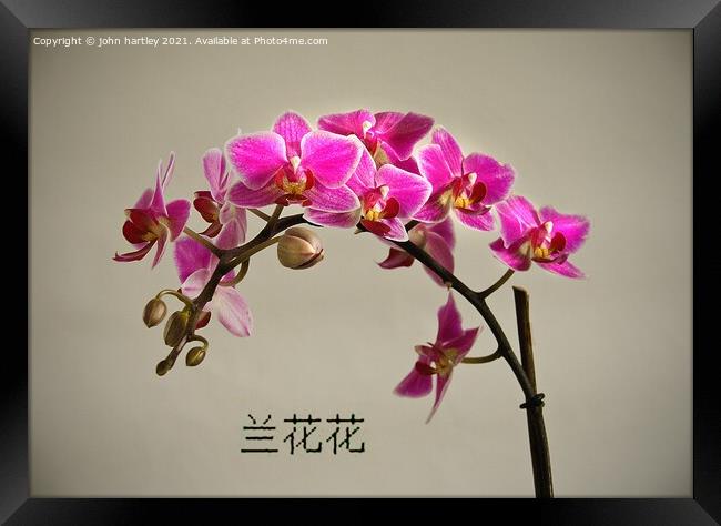 The Orchids Secret Framed Print by john hartley