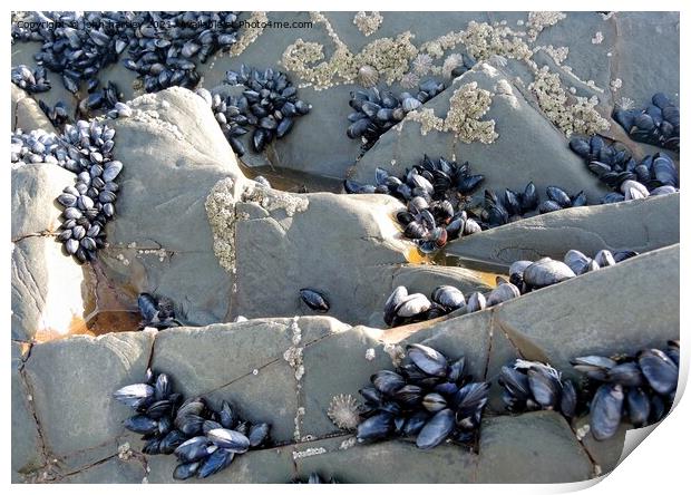 The Shelf Life of a Mussel Print by john hartley