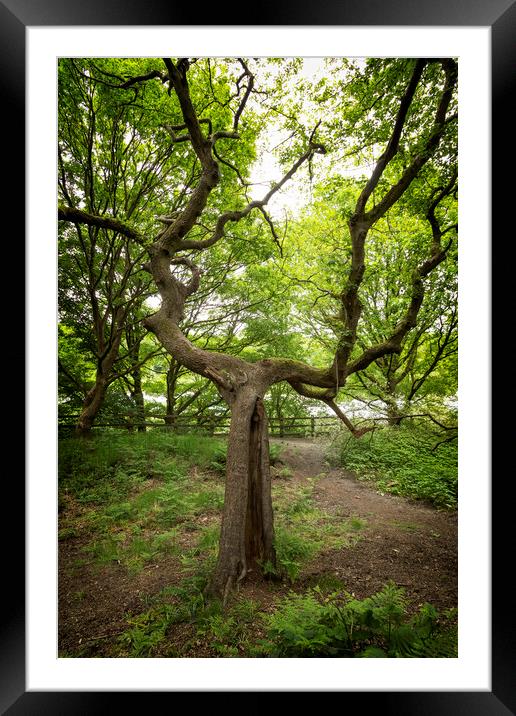 Branching Tree At Clifton Country Park Framed Mounted Print by Jonathan Thirkell