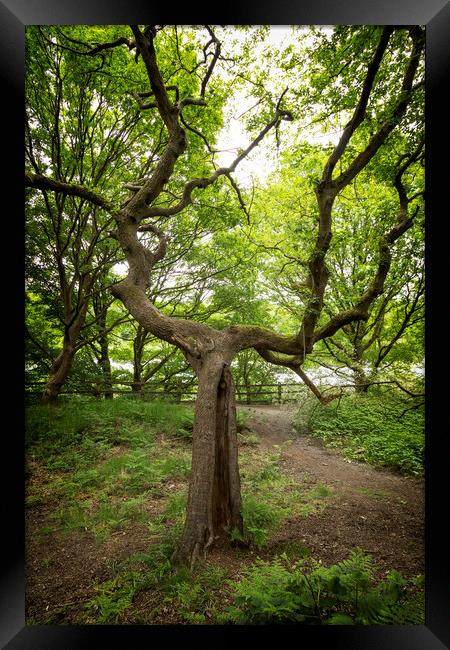 Branching Tree At Clifton Country Park Framed Print by Jonathan Thirkell