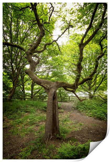 Branching Tree At Clifton Country Park Print by Jonathan Thirkell
