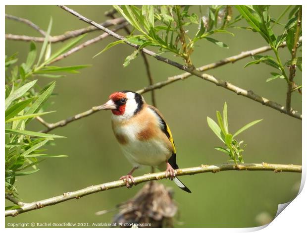 Goldfinch  Print by Rachel Goodfellow