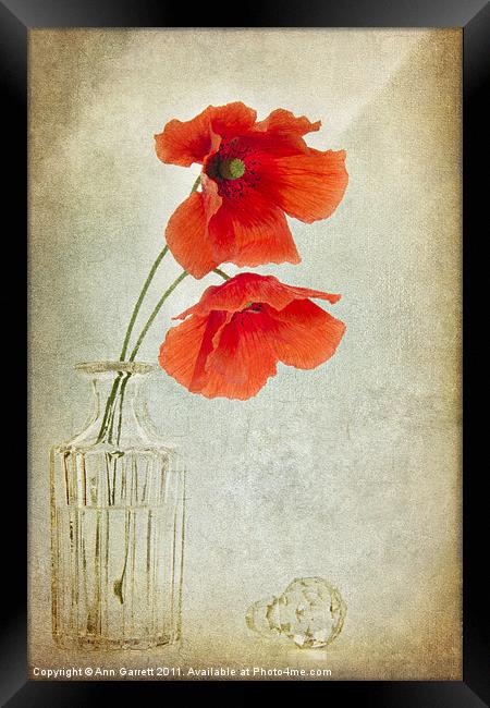 Two Poppies in a Glass Vase Framed Print by Ann Garrett