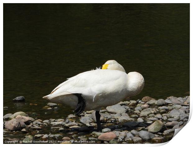 Sleeping Swan Print by Rachel Goodfellow