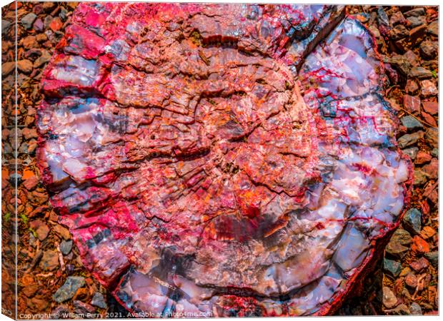 Petrified Wood Rock Log Abstract National Park Arizona Canvas Print by William Perry
