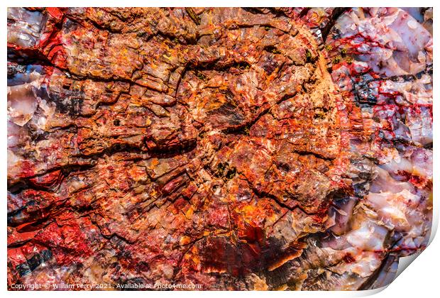 Petrified Wood Rock Log Abstract National Park Arizona Print by William Perry