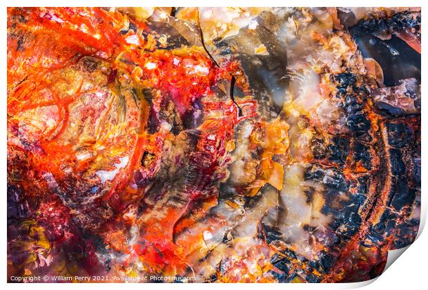 Petrified Wood Rock Log Abstract National Park Arizona Print by William Perry