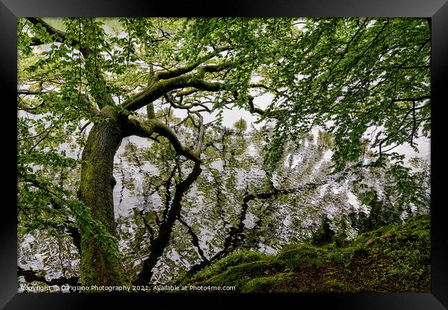 Going Out On A Limb Framed Print by DiFigiano Photography