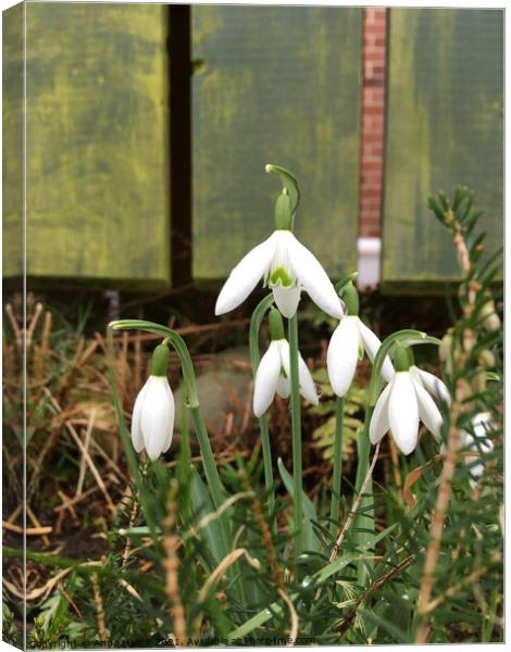 A close up of a white snowdrop flower Canvas Print by Anna Hamill