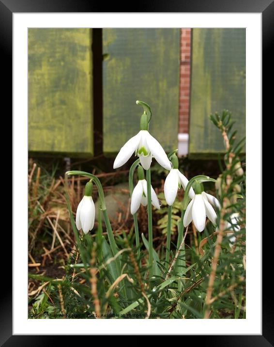 A close up of a white snowdrop flower Framed Mounted Print by Anna Hamill