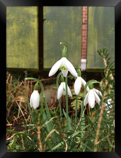 A close up of a white snowdrop flower Framed Print by Anna Hamill