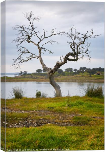 Beautiful tree without leaves on autumn fall with a lake reservoir behind on a green yellow landscape on a cloudy day in Alentejo, Portugal Canvas Print by Luis Pina