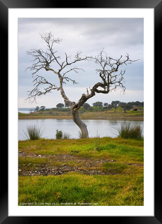 Beautiful tree without leaves on autumn fall with a lake reservoir behind on a green yellow landscape on a cloudy day in Alentejo, Portugal Framed Mounted Print by Luis Pina