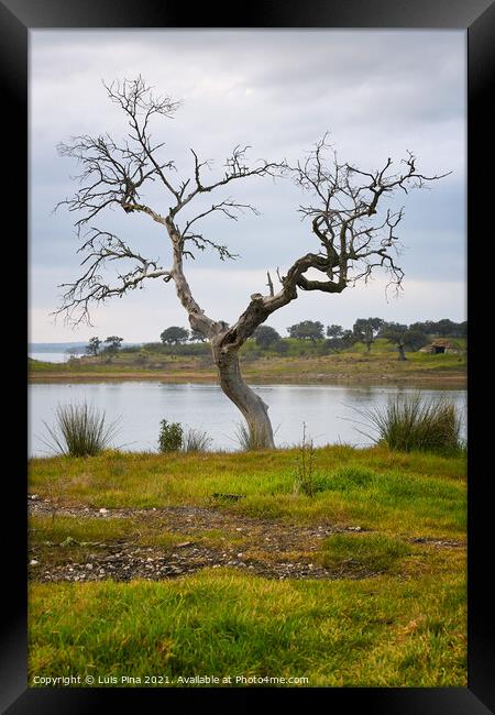 Beautiful tree without leaves on autumn fall with a lake reservoir behind on a green yellow landscape on a cloudy day in Alentejo, Portugal Framed Print by Luis Pina