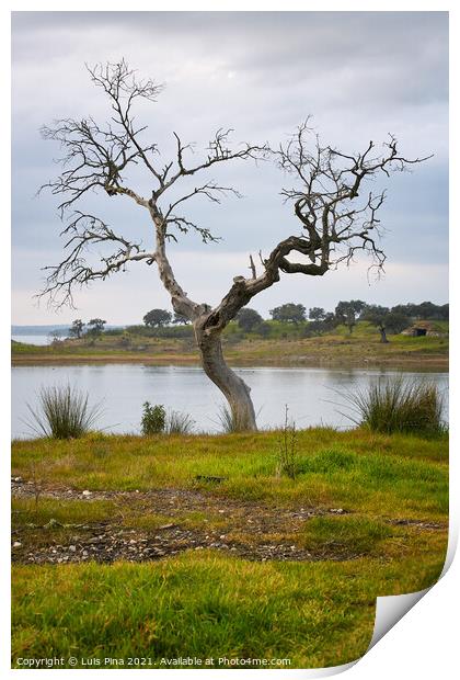 Beautiful tree without leaves on autumn fall with a lake reservoir behind on a green yellow landscape on a cloudy day in Alentejo, Portugal Print by Luis Pina
