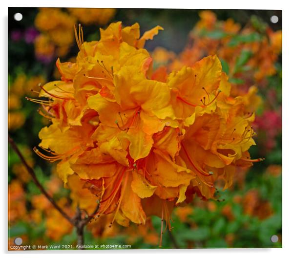 Orange Rhododendron Acrylic by Mark Ward