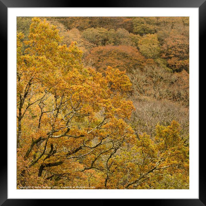 Dartmoor Golden leaves Framed Mounted Print by Peter Barber