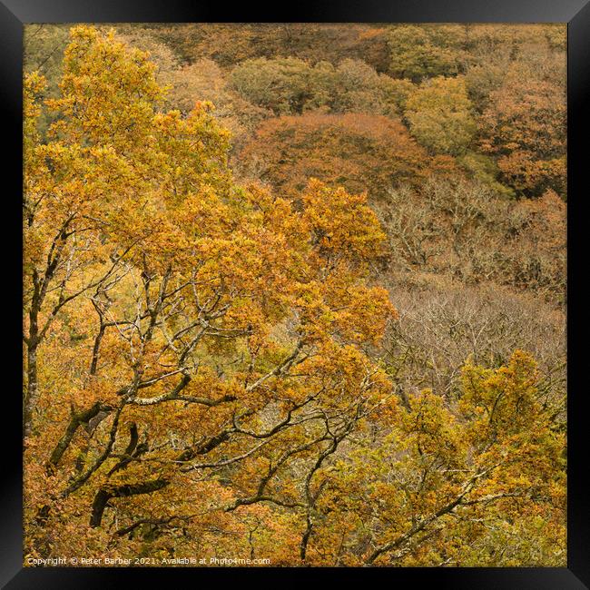Dartmoor Golden leaves Framed Print by Peter Barber