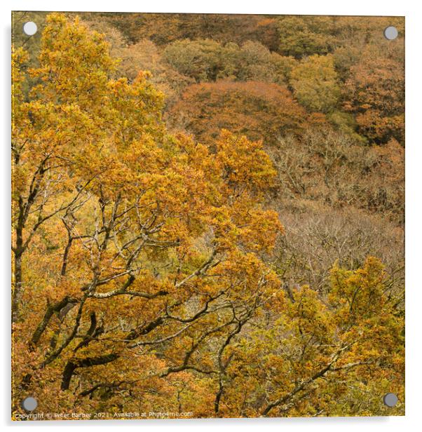 Dartmoor Golden leaves Acrylic by Peter Barber