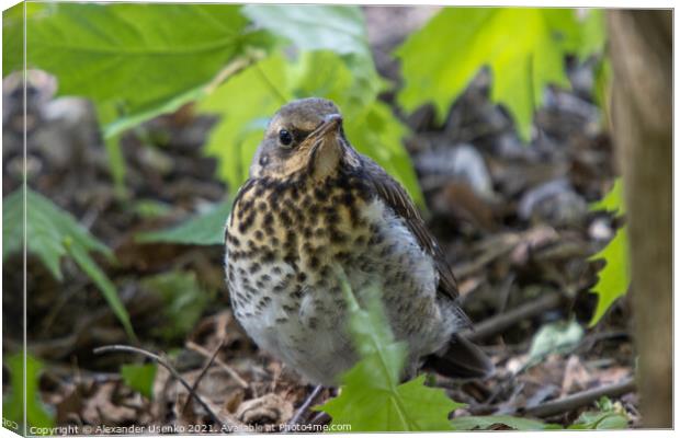 Thrush chick that flew from the nest  Canvas Print by Alexander Usenko