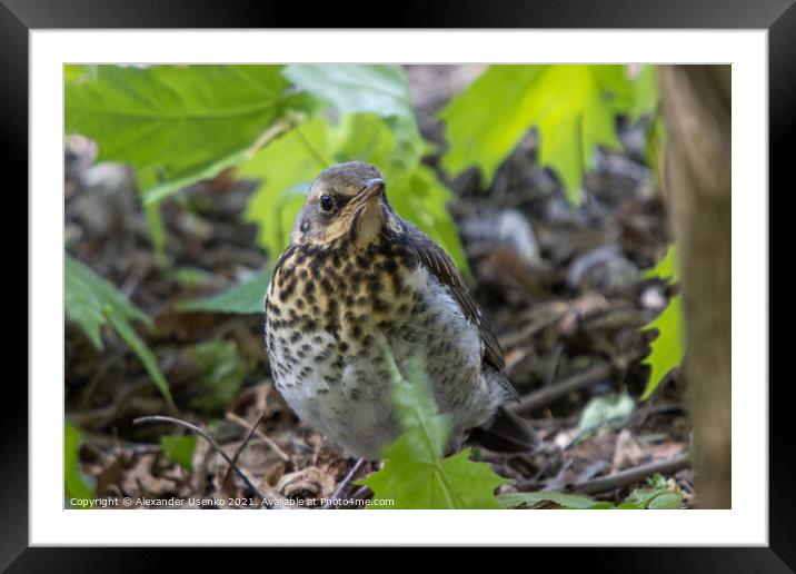 Thrush chick that flew from the nest  Framed Mounted Print by Alexander Usenko
