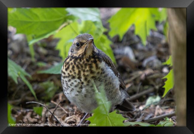 Thrush chick that flew from the nest  Framed Print by Alexander Usenko