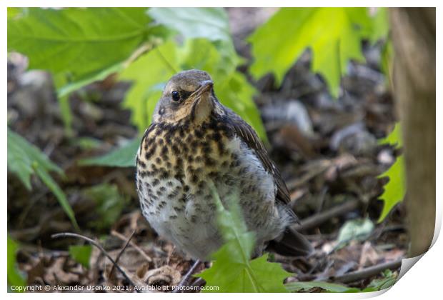Thrush chick that flew from the nest  Print by Alexander Usenko