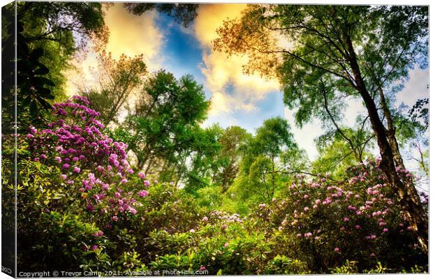 Rhododendron Sunset Canvas Print by Trevor Camp