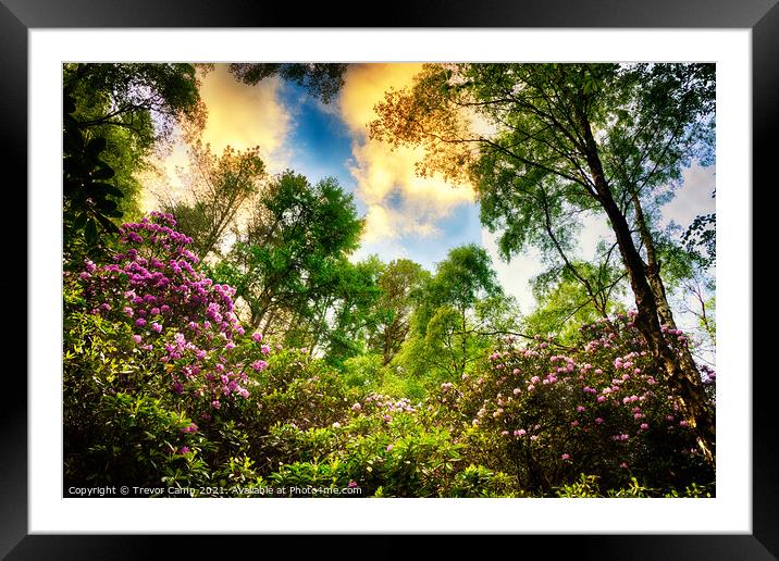 Rhododendron Sunset Framed Mounted Print by Trevor Camp