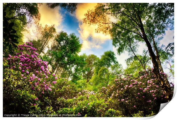 Rhododendron Sunset Print by Trevor Camp