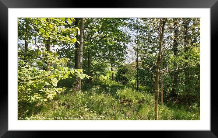 West Lothian Woodland Walk 1 Framed Mounted Print by Lee Osborne