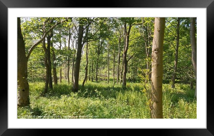 West Lothian Woodland Walk 4 Framed Mounted Print by Lee Osborne
