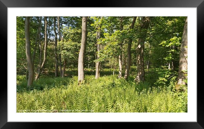 West Lothian Woodland Walk 2 Framed Mounted Print by Lee Osborne