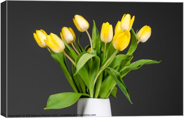 Still life of yellow tulips in a white vase Canvas Print by Mike C.S.