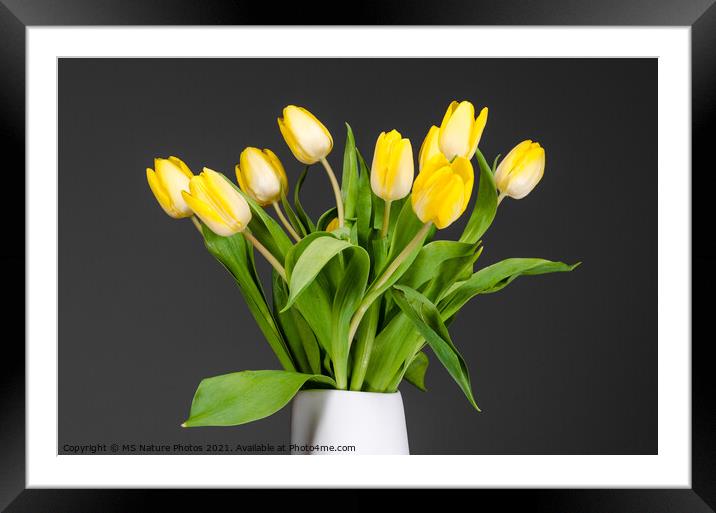 Still life of yellow tulips in a white vase Framed Mounted Print by Mike C.S.