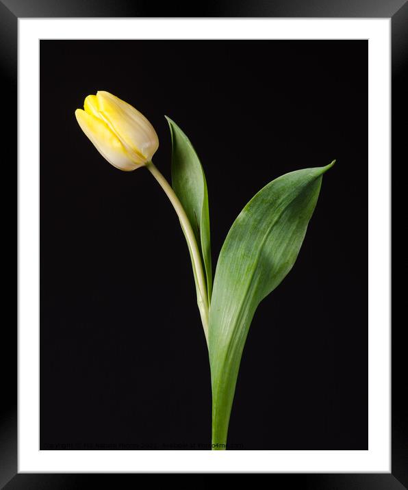 Yellow tulip flower Framed Mounted Print by Mike C.S.