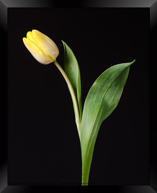 Yellow tulip flower Framed Print by Mike C.S.