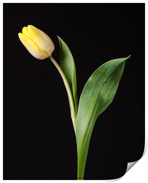 Yellow tulip flower Print by Mike C.S.
