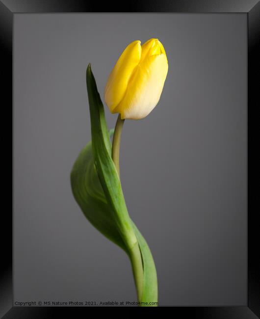 Yellow tulip flower Framed Print by Mike C.S.