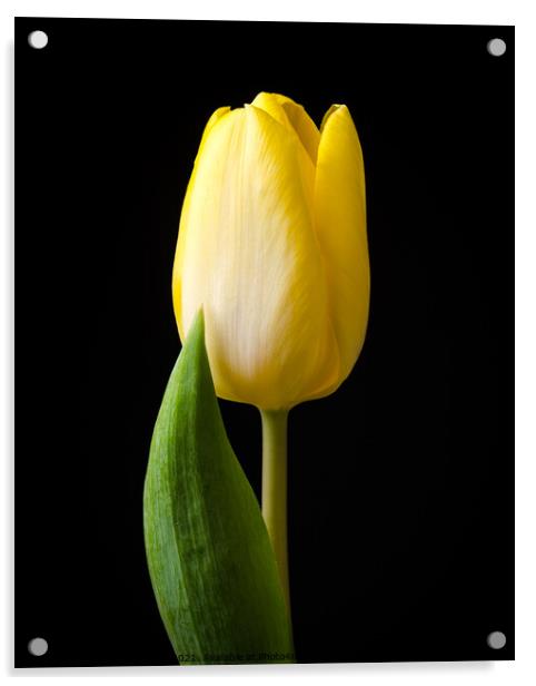 Yellow tulip flower Acrylic by Mike C.S.