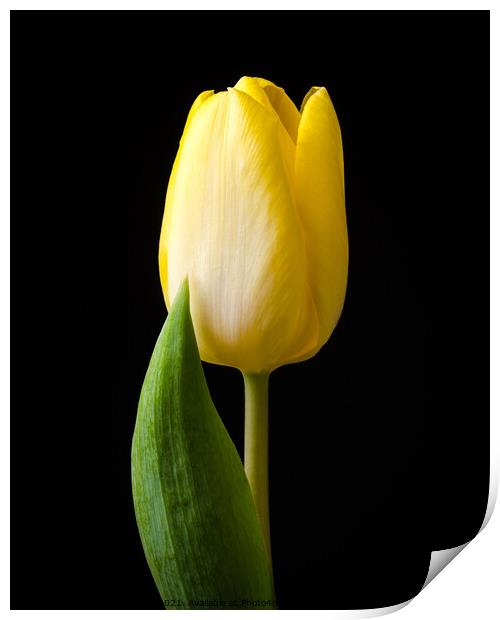 Yellow tulip flower Print by Mike C.S.