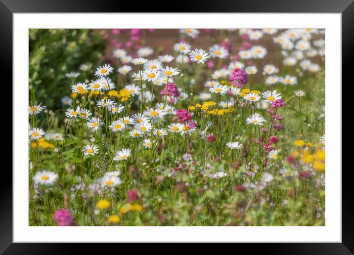 Wild Flora Framed Mounted Print by David Hare