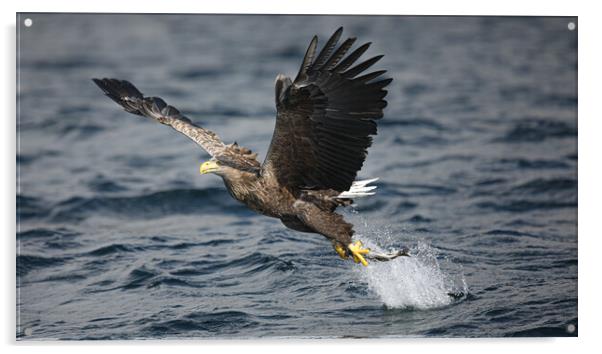 White Tailed Eagle Acrylic by Jeff Sykes Photography